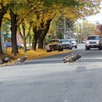 Turkeys in the neighborhood!