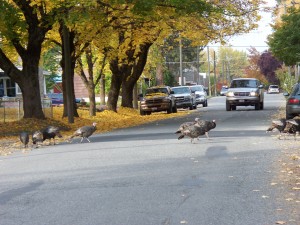 Flocks of Turkeys in the Neighborhood!